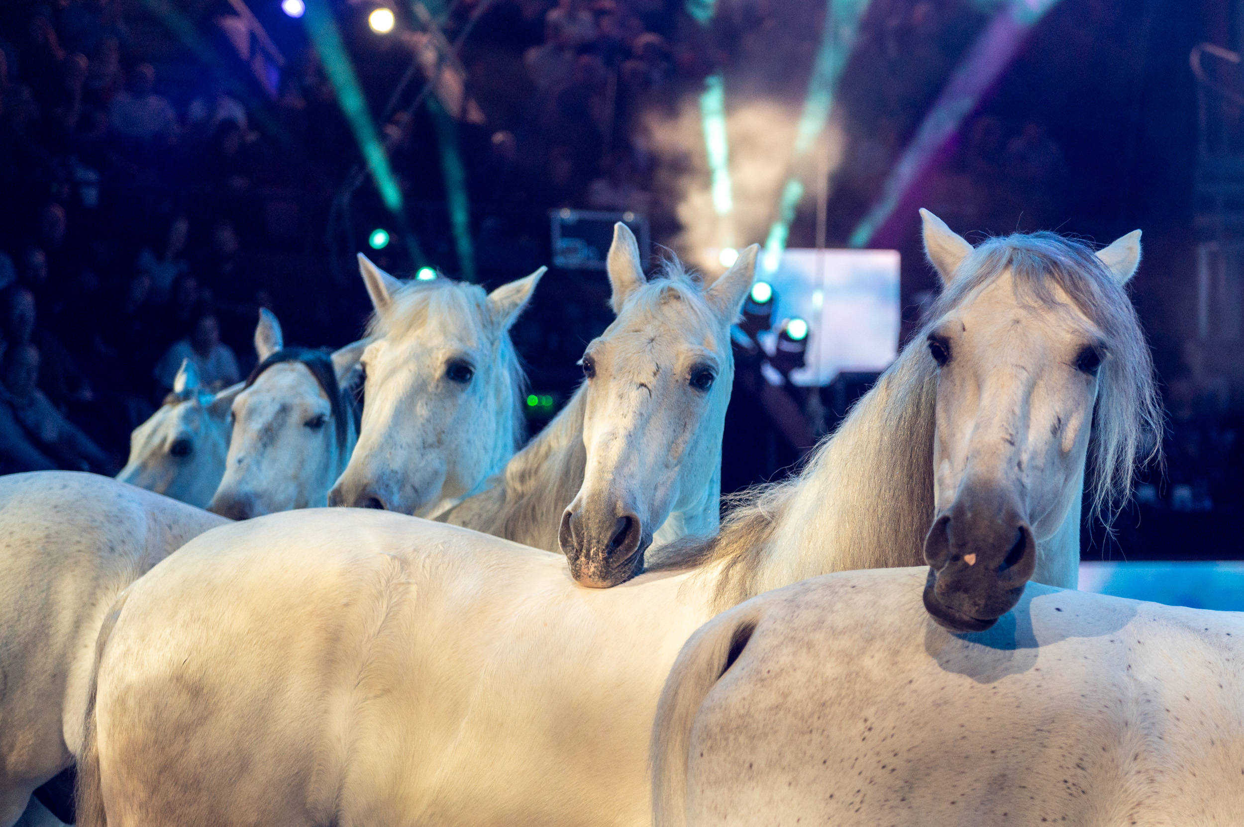 Fegyelmezett testek – A szépség és hatalom cirkuszi esztétikája