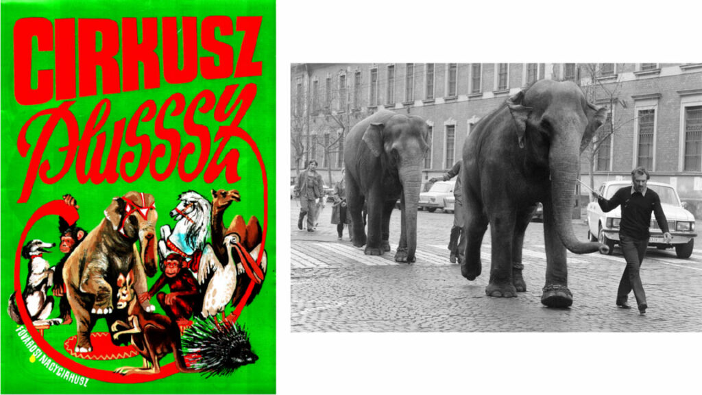 A „Cirkusz Plusssz” című előadás műsorfüzete. Forrás: Magyar Cirkuszművészeti Múzeum, Könyvtár és Archívum. Mellette a műsorban fellépő elefántok úton a cirkusz felé. Forrás: Fortepan / Horváth Péter 