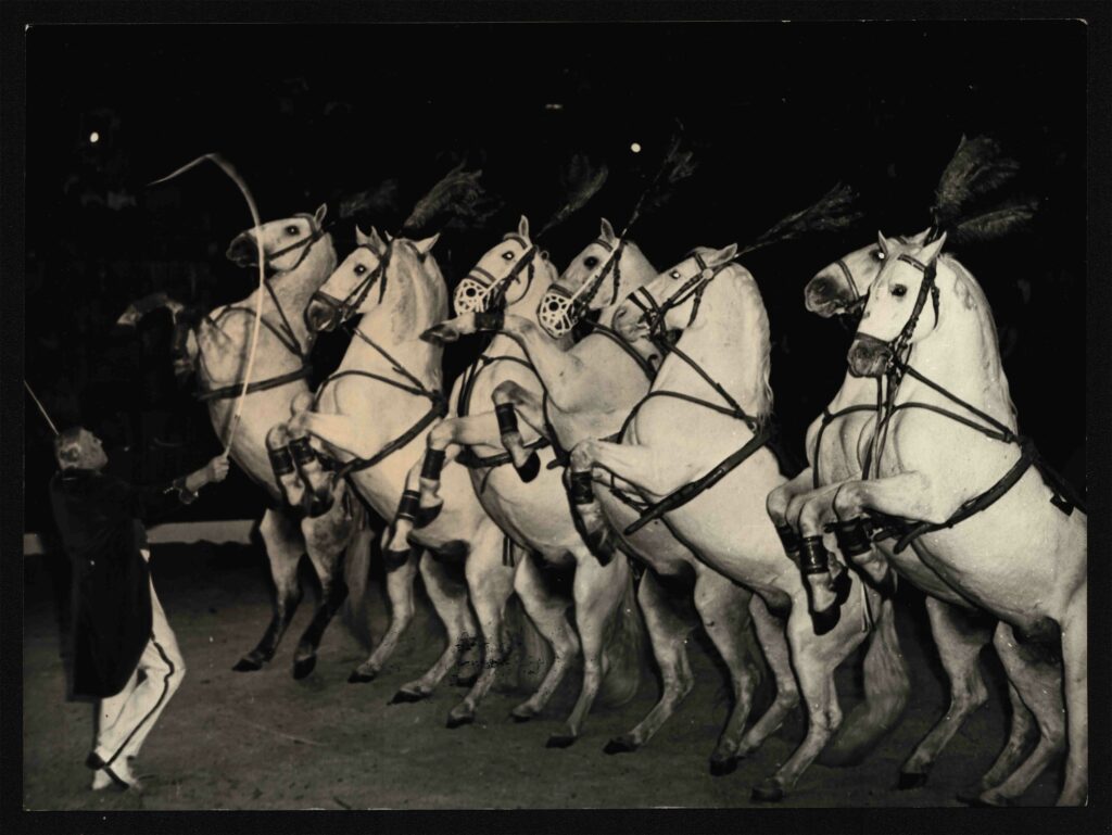 Donnert János „Szandi” és Donnert Jánosné szabadidomítás száma. Forrás: Magyar Cirkuszművészeti Múzeum, Könyvtár és Archívum, Gervai gyűjtemény.